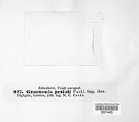 Gnomonia cerastis image